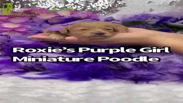Video preview image #2 Poodle (Miniature) Puppy For Sale in BULLARD, TX, USA