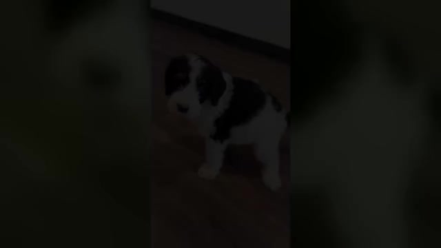 Video preview image #1 Bernedoodle-Poodle (Standard) Mix Puppy For Sale in MENIFEE, CA, USA