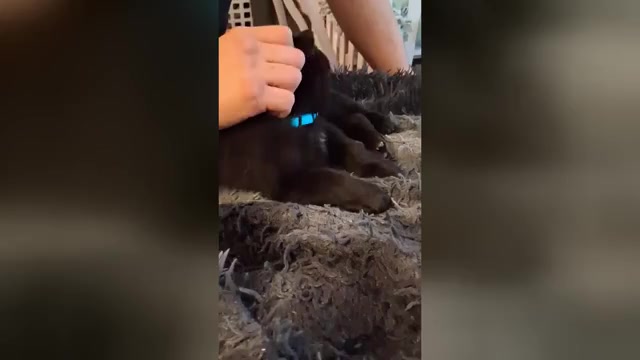 Video preview image #4 German Shepherd Dog Puppy For Sale in MIDDLETOWN, CT, USA