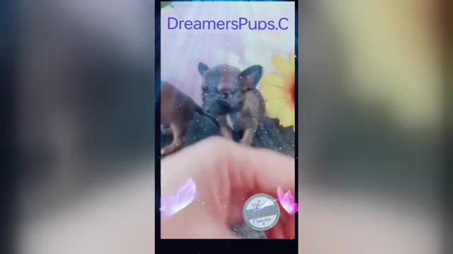 Video preview image #38  Breeder Profile in ADAMSVILLE, TN, USA