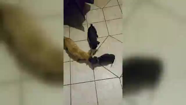 Video preview image #6 Muggin Puppy For Sale in HILLSDALE, MI, USA