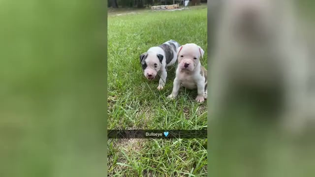 Video preview image #5 American Bulldog Puppy For Sale in FOLKSTON, GA, USA