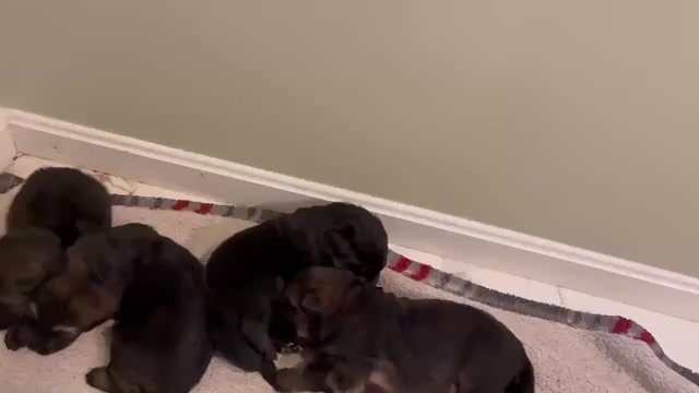 Video preview image #1 German Shepherd Dog Puppy For Sale in NEWVILLE, PA, USA