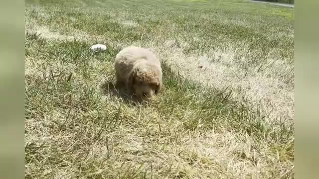 Video preview image #1 Poodle (Miniature) Puppy For Sale in WARSAW, IN, USA