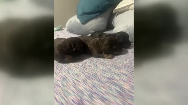 Video preview image #1 Chiweenie Puppy For Sale in ROANOKE, VA, USA