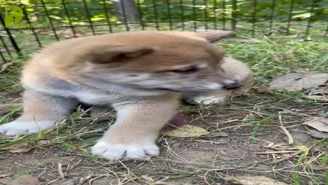 Video preview image #3 Shiba Inu Puppy For Sale in NEW ATHENS, IL, USA