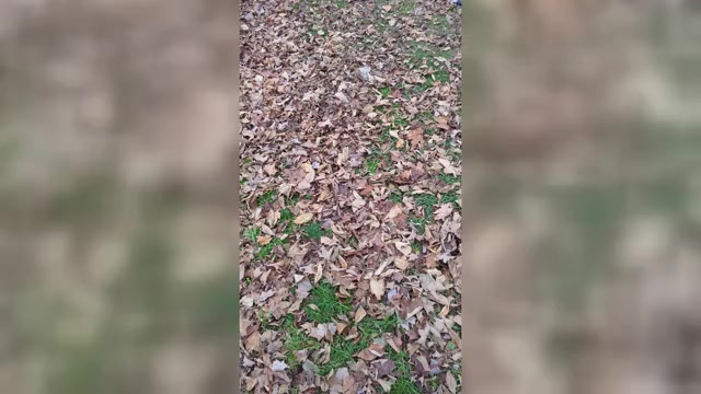 Video preview image #1 Borzoi Puppy For Sale in FULTON, NY, USA