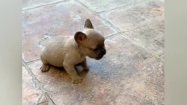 Video preview image #4 French Bulldog Puppy For Sale in DISCOVERY BAY, CA, USA