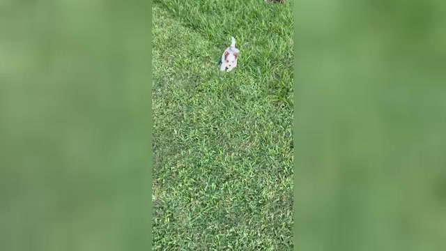 Video preview image #2 Yorkshire Terrier Puppy For Sale in SCHERTZ, TX, USA