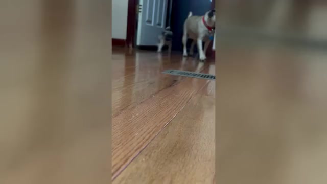 Video preview image #1 Pug Puppy For Sale in RIDGEWAY, SC, USA