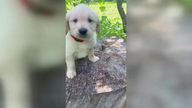 Video preview image #5 Golden Retriever Puppy For Sale in SAN MARCOS, TX, USA