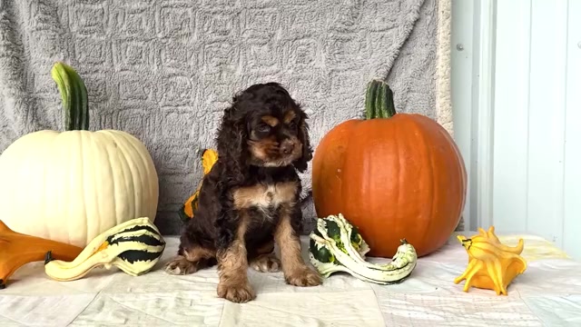 Video preview image #5 Cocker Spaniel Puppy For Sale in WAKARUSA, IN, USA