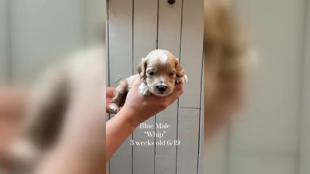 Video preview image #1 Cock-A-Poo Puppy For Sale in TRINITY, NC, USA