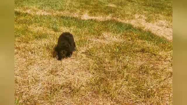 Video preview image #1 Poodle (Miniature) Puppy For Sale in WARSAW, IN, USA