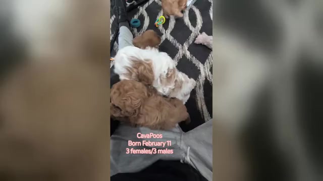 Video preview image #2 Cavapoo (Miniature) Puppy For Sale in GOSHEN, IN, USA