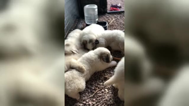 Video preview image #2 Great Pyrenees Puppy For Sale in WOODLAND PARK, CO, USA
