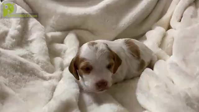 Video preview image #1 Brittany Puppy For Sale in GRANVILLE, MA, USA