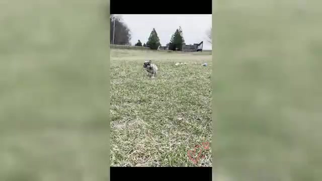 Video preview image #21 French Bulldog Puppy For Sale in WARSAW, IN, USA
