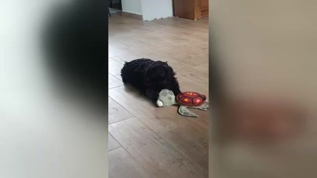 Video preview image #4 Schnauzer (Miniature) Puppy For Sale in Hatvan, Heves, Hungary