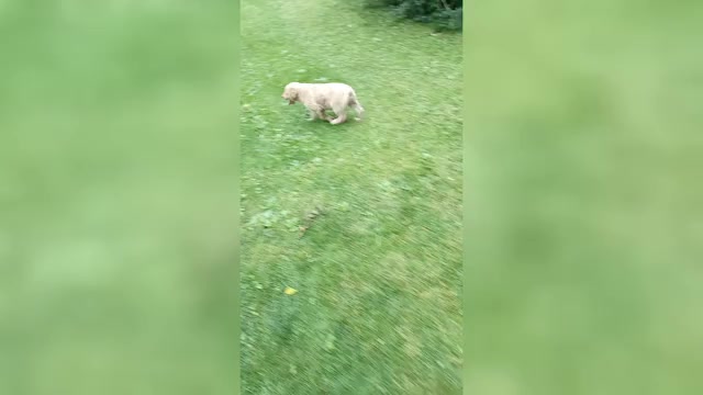Video preview image #1 Labrador Retriever Puppy For Sale in DES MOINES, IA, USA