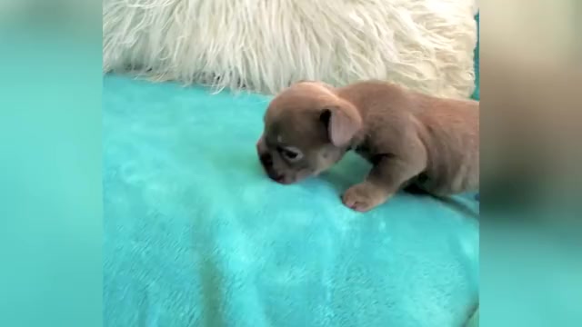 Video preview image #2 French Bulldog Puppy For Sale in PHOENIX, AZ, USA