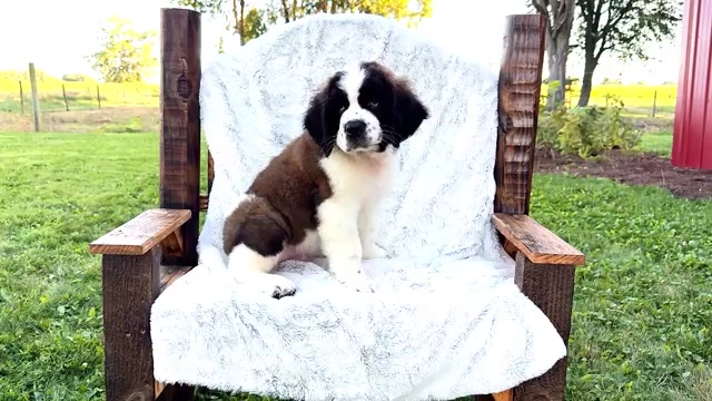 Video preview image #2 Saint Bernard Puppy For Sale in WAKARUSA, IN, USA