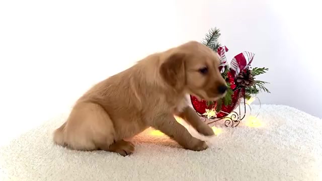 Video preview image #1 Golden Retriever Puppy For Sale in WAKARUSA, IN, USA