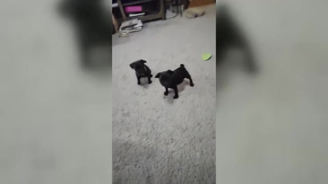 Video preview image #18 Pug Puppy For Sale in HILLSDALE, MI, USA