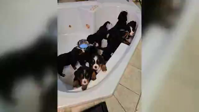 Video preview image #3 Bernese Mountain Dog Puppy For Sale in BEAVER DAM, WI, USA