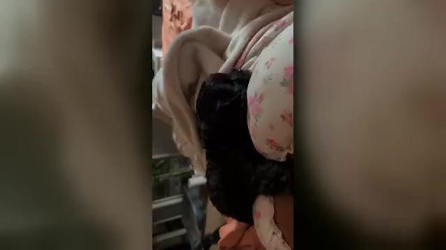 Video preview image #2 Cavapoo Puppy For Sale in MARIANNA, FL, USA