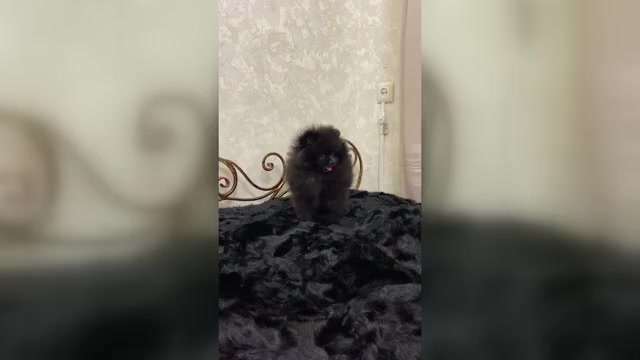 Video preview image #3 Pomeranian Puppy For Sale in Chisinau, Chisinau Municipality, Moldova