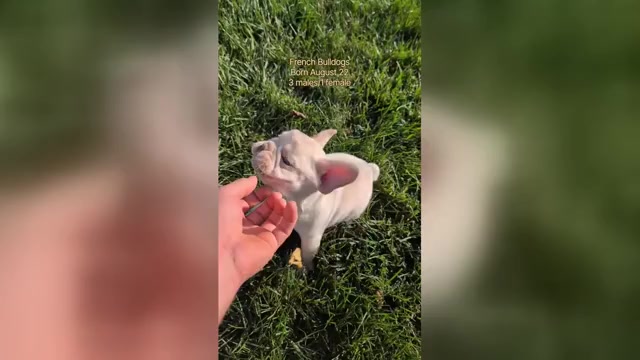Video preview image #1 French Bulldog Puppy For Sale in GOSHEN, IN, USA
