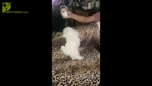 Video preview image #1 Maltese Puppy For Sale in LAKE STEVENS, WA, USA