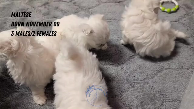 Video preview image #3 Maltese Puppy For Sale in GOSHEN, IN, USA