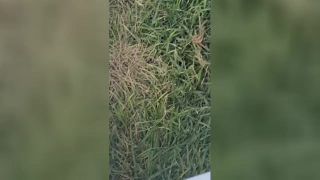 Video preview image #1 Cocker Spaniel Puppy For Sale in MONTPELIER, OH, USA