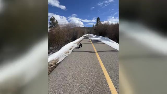 Video preview image #2 Cocker Spaniel Puppy For Sale in BRECKENRIDGE, CO, USA