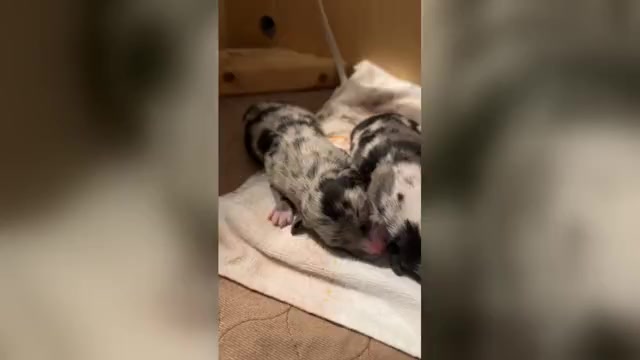 Video preview image #1  Breeder Profile in BOUTON, IA, USA