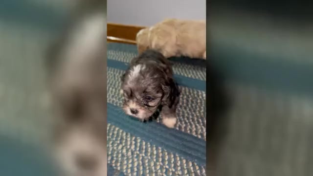 Video preview image #1 Cavapoo (Miniature) Puppy For Sale in QUINCY, MI, USA