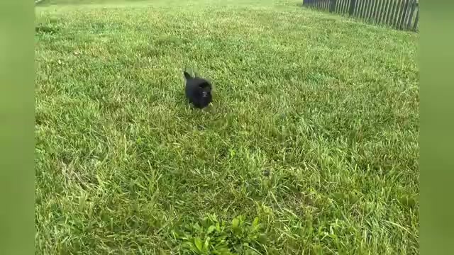 Video preview image #1 Shih Tzu Puppy For Sale in WARSAW, IN, USA