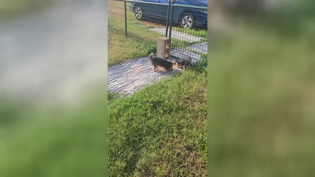 Video preview image #2 Havashire Puppy For Sale in CHICKASHA, OK, USA