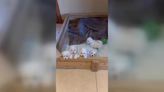 Video preview image #4 Coton de Tulear Puppy For Sale in BIG RAPIDS, MI, USA