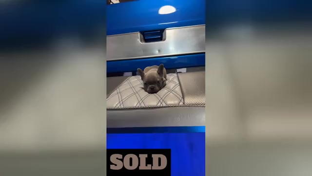 Video preview image #6 French Bulldog Puppy For Sale in SUNNYSIDE, WA, USA