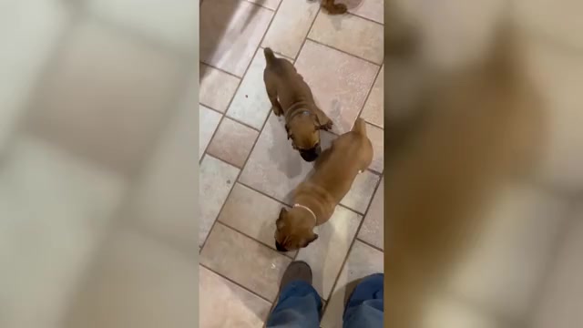 Video preview image #2 Boerboel-Cane Corso Mix Puppy For Sale in MARION, OH, USA