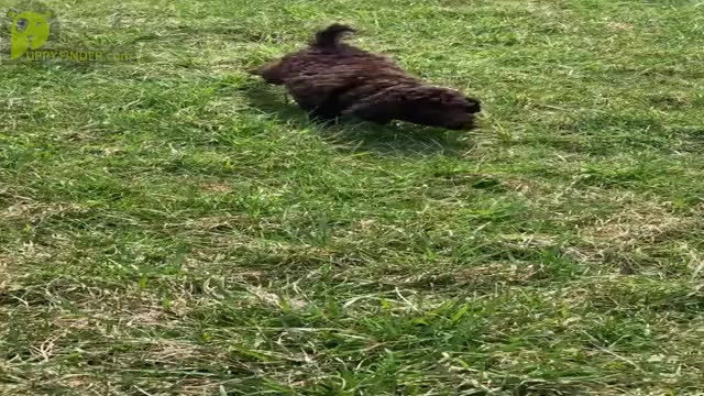 Video preview image #1 Goldendoodle (Miniature) Puppy For Sale in WARSAW, IN, USA