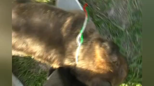 Video preview image #1 German Shepherd Dog Puppy For Sale in PIEDMONT, MO, USA