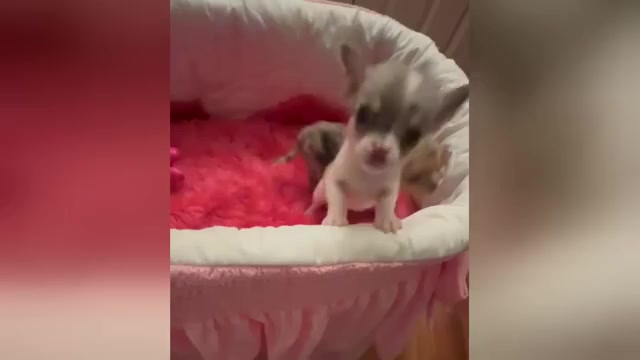 Video preview image #1 Chihuahua Puppy For Sale in TRACY, CA, USA