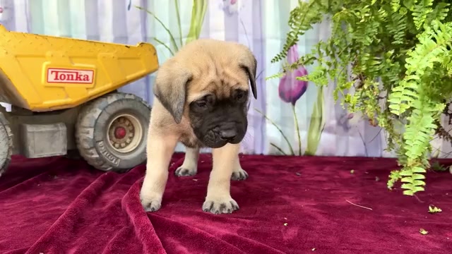 Video preview image #2 Mastiff Puppy For Sale in WAKARUSA, IN, USA
