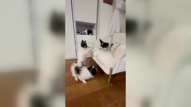 Video preview image #1  Breeder Profile in BROOKLYN, NY, USA