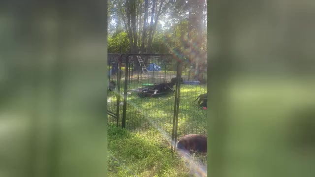 Video preview image #4 German Shepherd Dog Puppy For Sale in WEST POINT, VA, USA