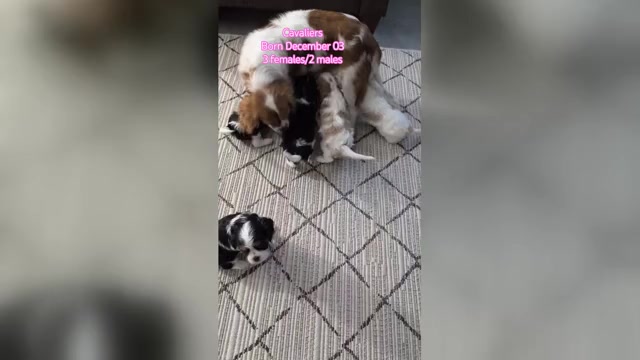 Video preview image #1 Cavalier King Charles Spaniel Puppy For Sale in GOSHEN, IN, USA